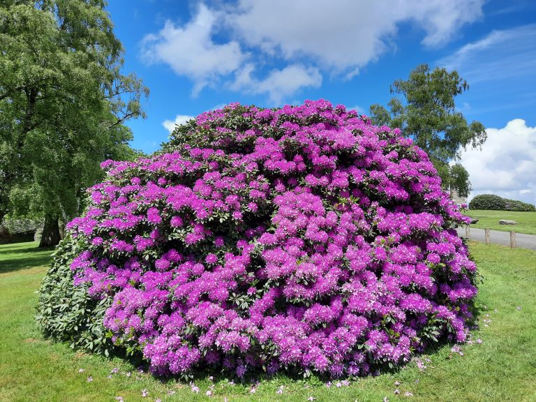 Rando à Cerisy-Belle-Etoile